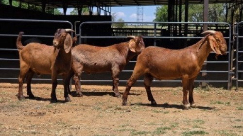 3 X KALAHARI RED BUCK JXR BOERDERY (Per animal to take the lot)
