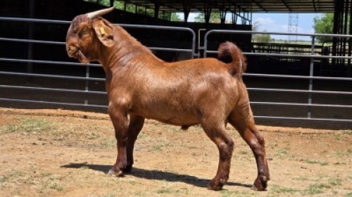 1 X KALAHARI RED BUCK JXR BOERDERY