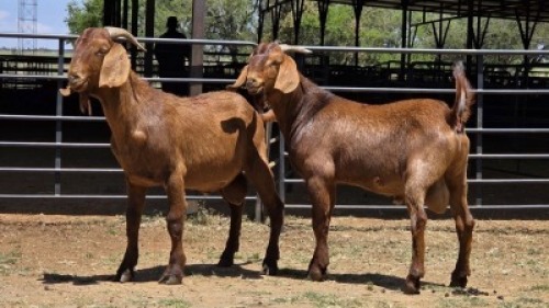 2 X KALAHARI RED BUCK JXR BOERDERY (Per animal to take the lot)