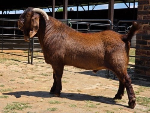 1 X KALAHARI RED BUCK JXR BOERDERY