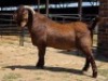 1 X KALAHARI RED BUCK JXR BOERDERY