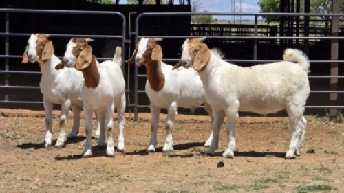 4 X BOER GOAT BUCK JXR BOERDERY (Per animal to take the lot)