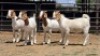 4 X BOER GOAT BUCK JXR BOERDERY (Per animal to take the lot)