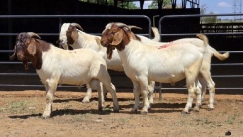 4 X BOER GOAT BUCK JXR BOERDERY (Per animal to take the lot)
