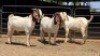 3 X BOER GOAT BUCK JXR BOERDERY (Per animal to take the lot)