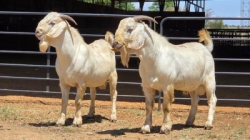 2 X SAVANNA BUCK JXR BOERDERY (Per animal to take the lot)