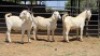3 X SAVANNA BUCK JXR BOERDERY (Per animal to take the lot)