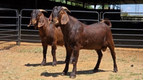 2 X KALAHARI RED BUCK JXR BOERDERY (Per animal to take the lot)
