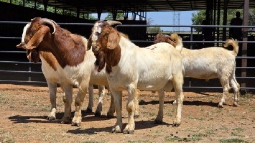4 X BOER GOAT BUCK JXR BOERDERY (Per animal to take the lot)