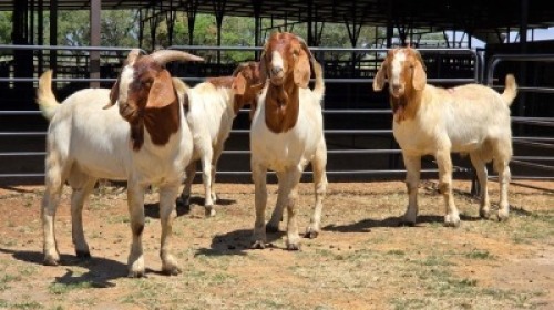 4 X BOER GOAT BUCK JXR BOERDERY (Per animal to take the lot)