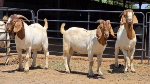 3 X BOER GOAT BUCK JXR BOERDERY (Per animal to take the lot)