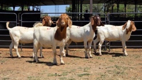 4 X BOER GOAT BUCK JXR BOERDERY (Per animal to take the lot)
