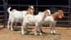 4 X BOER GOAT BUCK JXR BOERDERY (Per animal to take the lot)