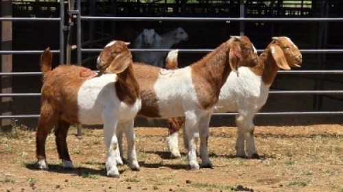 3 X BOER GOAT CROSS BUCK JXR BOERDERY (Per animal to take the lot)