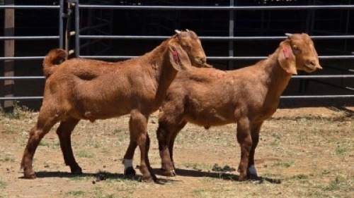 2 X KALAHARI RED BUCK JXR BOERDERY (Per animal to take the lot)