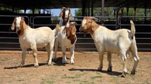 4 X BOER GOAT BUCK JXR BOERDERY (Per animal to take the lot)