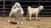 2 X SAVANNA BUCK JXR BOERDERY (Per animal to take the lot)