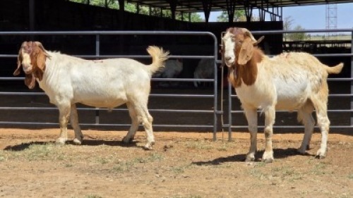 2 X BOER GOAT BUCK JXR BOERDERY (Per animal to take the lot)