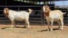 2 X BOER GOAT BUCK JXR BOERDERY (Per animal to take the lot)