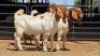 3 X BOER GOAT BUCK JXR BOERDERY (Per animal to take the lot)