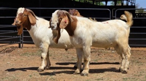 3 X BOER GOAT BUCK JXR BOERDERY (Per animal to take the lot)