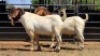 2 X BOER GOAT BUCK JXR BOERDERY (Per animal to take the lot)