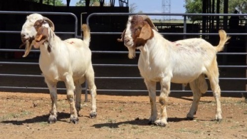 2 X BOER GOAT BUCK JXR BOERDERY (Per animal to take the lot)
