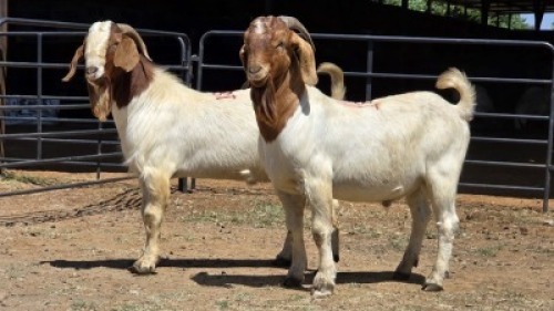 2 X BOER GOAT BUCK JXR BOERDERY (Per animal to take the lot)