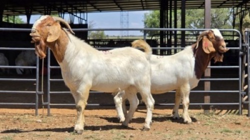 2 X BOER GOAT BUCK JXR BOERDERY (Per animal to take the lot)