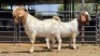 2 X BOER GOAT BUCK JXR BOERDERY (Per animal to take the lot)
