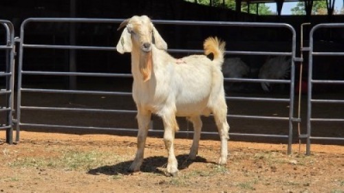 1 X SAVANNAH BUCK JXR BOERDERY