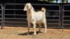 1 X SAVANNAH BUCK JXR BOERDERY
