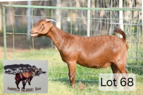 1 X Kalahari Red Doe Sandveld Kalahari Red