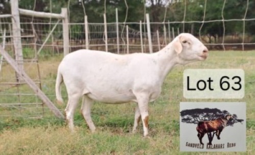 1 X Meatmaster Ewe Sandveld Kalahari Red
