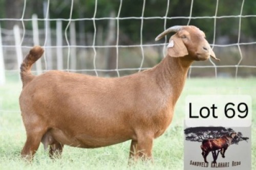1 X Kalahari Red Doe Sandveld Kalahari Red