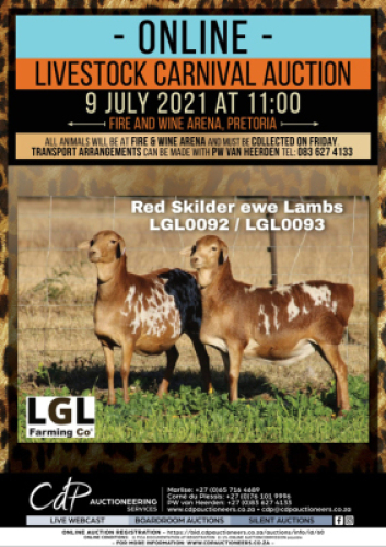 2 X BRUIN SKILDER PERSIE SKAAP EWE LGL FARMING CO - PERSIES (Per Piece to take the lot)