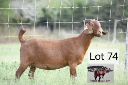 1 X Kalahari Red Doe Sandveld Kalahari Red