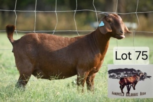 1 X Kalahari Red Doe Sandveld Kalahari Red