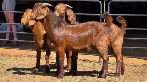 3 X KALAHARI RED BUCK HSM KOTZE (Per animal to take the lot)