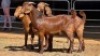 3 X KALAHARI RED BUCK HSM KOTZE (Per animal to take the lot)