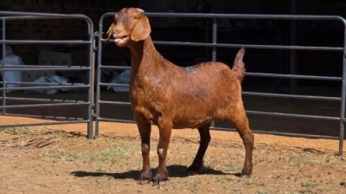 1 X KALAHARI RED DOE HSM KOTZE