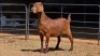 1 X KALAHARI RED DOE HSM KOTZE
