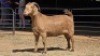 1 X KALAHARI RED DOE HSM KOTZE