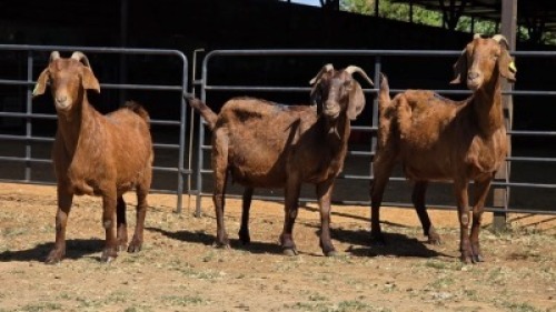 3 X KALAHARI RED DOE HSM KOTZE (Per animal to take the lot)