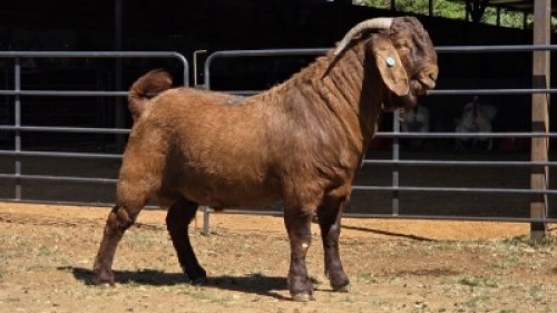 1 X KALAHARI RED BUCK VAN STADEN STOET