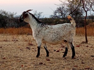 1 X CAPE SKILDER GOAT EWE JOSE ROCHA - CAPE SKILDER