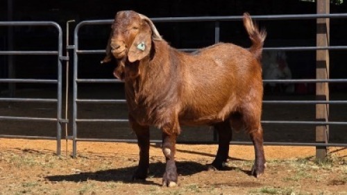 1 X KALAHARI RED BUCK VAN STADEN STOET