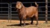 1 X KALAHARI RED BUCK VAN STADEN STOET