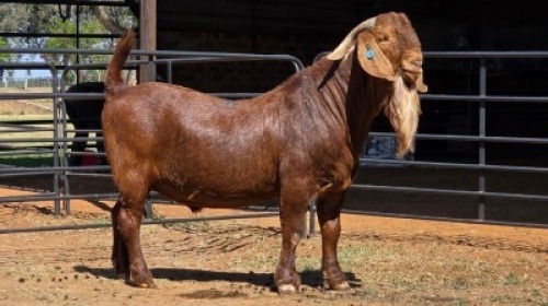 1 X KALAHARI RED BUCK VAN STADEN STOET