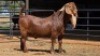 1 X KALAHARI RED BUCK VAN STADEN STOET